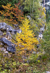 A fairy-tale autumn forest in a colorful outfit during the seasonal period of the year in the foothill area