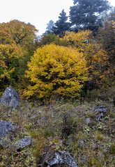 A fairy-tale autumn forest in a colorful outfit during the seasonal period of the year in the foothill area