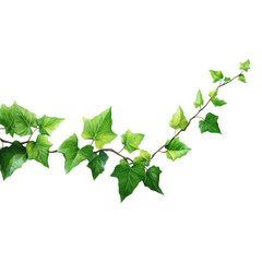 Green Ivy Vine with Leaves file graphic isolated on a transparent background