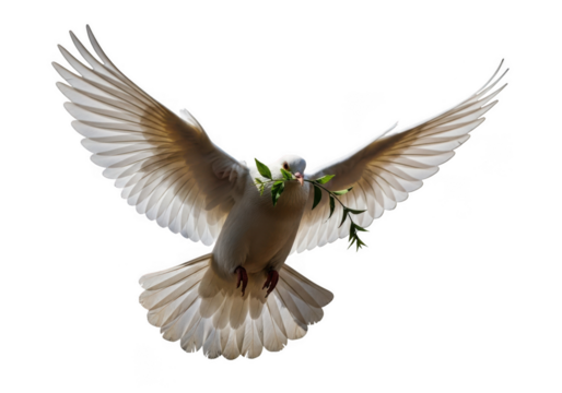 A white dove with outstretched wings carries a green olive branch in its beak isolated on transparent background