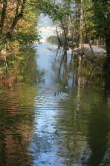 ducks swim peacefully, mirroring themselves in the waters of a river