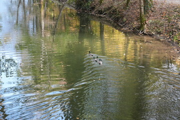 ducks swim peacefully, mirroring themselves in the waters of a river
