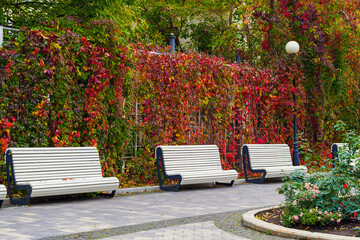 White benches near a wall with wild grapes in a park in autumn
