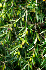 La aceituna Cornicabra es una variedad emblem&aacute;tica de Castilla-La Mancha, especialmente apreciada por su aceite intenso, estable y de gran calidad.