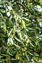 La aceituna Cornicabra es una variedad emblem&aacute;tica de Castilla-La Mancha, especialmente apreciada por su aceite intenso, estable y de gran calidad.