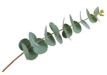Eucalyptus branch PNG isolated on transparent background, silver dollar eucalyptus foliage for floral design and decoration