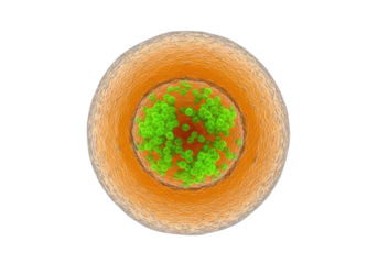 Realistic cell with green nucleus isolated PNG, detailed biological structure on transparent background for scientific and educational use