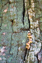 Los hongos que crecen en el tronco de un &aacute;rbol pueden ser bellos a la vista, pero suelen indicar problemas de salud en el &aacute;rbol, como pudrici&oacute;n interna o debilidad estructural
