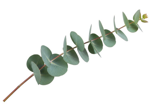 Eucalyptus branch PNG isolated on transparent background, silver dollar eucalyptus foliage for floral design and decoration