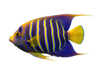 Striking blue and yellow regal angelfish PNG isolated on transparent background, vibrant tropical fish with unique markings © Hughes
