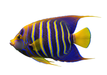Striking blue and yellow regal angelfish PNG isolated on transparent background, vibrant tropical fish with unique markings