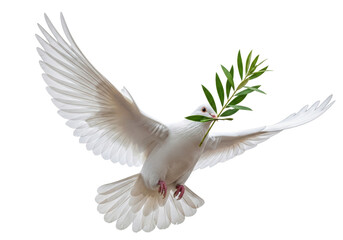 Dove of peace PNG isolated on transparent background, white bird carrying olive branch as symbol of...