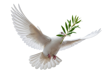 Dove of peace PNG isolated on transparent background, white bird carrying olive branch as symbol of hope and new beginnings