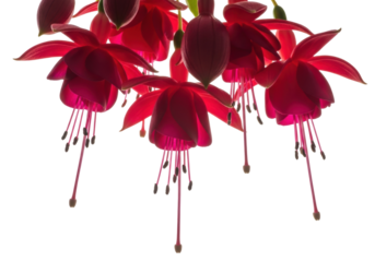 Vibrant magenta fuchsia flowers PNG isolated on transparent background, delicate floral elements for botanical designs and spring projects