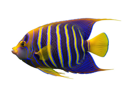 Striking blue and yellow regal angelfish PNG isolated on transparent background, vibrant tropical fish with unique markings