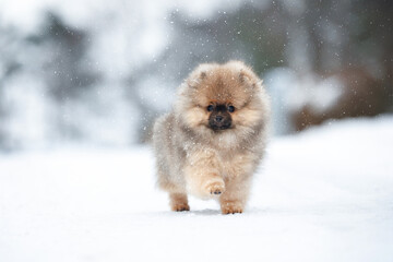 pomeranian spitz puppy running outdoors while it snows