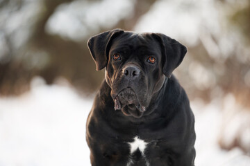 black cane corso dog portrait in winter