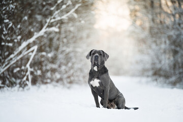 grey cane corso dog sitting in the snowy winter forest