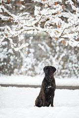cane corso dog sitting under a tree covered in snow