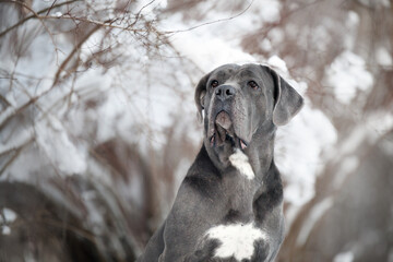 grey cane corso dog close up portrait in winter