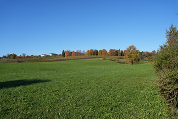 Obraz premium Autumn foliage on the Bergamo hills: The wonderful colors of the leaves in the autumn season include various shades of yellow, orange, red, purple, and brown.
