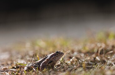 A small, patterned frog sits among dry reeds and grasses. It faces left and looks toward the blurry edge of a shaded wetland habitat at daytime