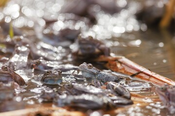 A multitude of Common Frogs gather in shallow water, some submerged and others with heads above the...
