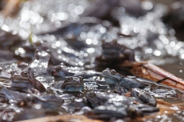 A group of Moor Frogs gather in a shallow, sun-dappled pond. The amphibians are partially submerged, their heads above the waterline as they bask and interact in springtime
