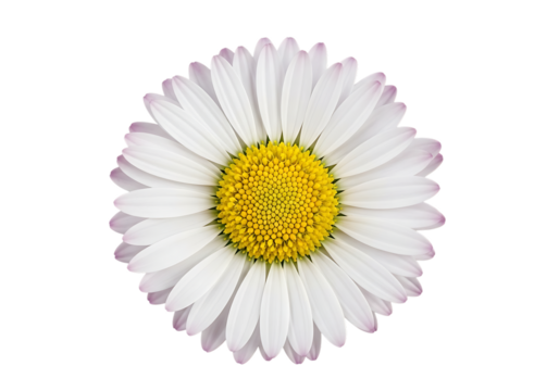 Close up of a single white daisy flower with a yellow center isolated on transparent background - Powered by Adobe
