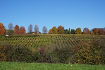 Autumn foliage on the Bergamo hills: The wonderful colors of the leaves in the autumn season include various shades of yellow, orange, red, purple, and brown.