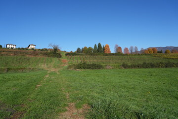 Autumn foliage on the Bergamo hills: The wonderful colors of the leaves in the autumn season include various shades of yellow, orange, red, purple, and brown.