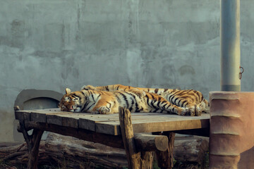 The tigers lie hugging each other on a wooden base.