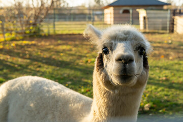 Obraz premium Close-up alpaca standing on sunny outdoor farm. Natural animal photography. Agriculture and rural livestock concept.