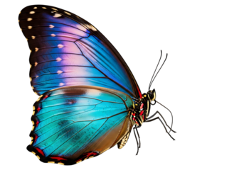 Vibrant iridescent blue and purple morpho butterfly with intricate wing patterns isolated on transparent background