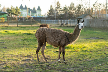 Obraz premium Llama standing on grassy farm field with rural fence and buildings in background. Natural outdoor animal photography. South American camelid livestock in countryside setting. Agriculture and farming c