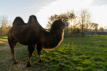 wo-humped camel standing on green grass in outdoor paddock with metal fencing and autumn trees at sunset. Outdoor animal photography. Farming and livestock concept.