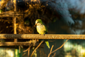Green parrot perched on wooden bar in outdoor setting. Wildlife photography. Bird watching and nature observation concept. Design for poster, wallpaper, banner, postcard, greeting card, invitation. 