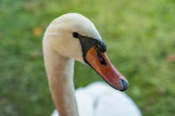Close-up portrait of white swan with orange beak and black markings on green background. Wildlife macro photography with shallow depth of field. Animal and nature concept
