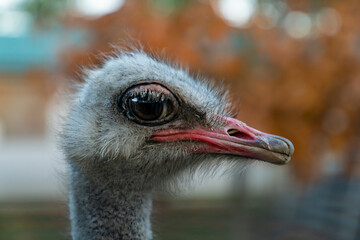 Close-up portrait of an ostrich head with beak and large eye in natural light. Wildlife macro photography with blurred background. Animal and nature concept for design