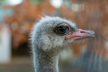 Close-up portrait of an ostrich head with beak and large eye in natural light. Wildlife macro photography with blurred background. Animal and nature concept for design