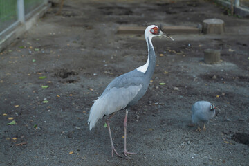 Grey and white crane standing on dirt ground with smaller bird nearby. Outdoor wildlife photography. Wildlife and zoology concept for design for poster, banner, card, postcard. 