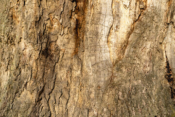 Close-up of tree bark texture with natural cracks and rough surface in daylight. Macro nature photography showing old wood structure. Ecology and organic material concept.