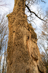 Close-up of tree bark texture with natural cracks and rough surface in daylight. Macro nature photography showing old wood structure. Ecology and organic material concept.
