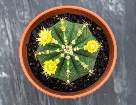 Top view of a star cactus plant with bright yellow flowers blooming in a terracotta pot - Powered by Adobe