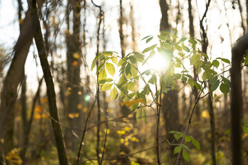 Green leaves on thin branches illuminated by sunlight in forest. Nature close-up photography with blurred background and sun rays