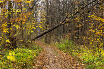 Fallen tree blocking forest path surrounded by autumn foliage. Outdoor forest scene nature photography. Autumn nature and trail concept.