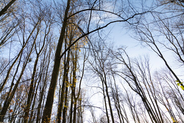 Bare tree branches against blue sky in autumn forest. View from below showing tall trunks and sparse leaves illuminated by sunlight. Natural seasonal background and outdoor  