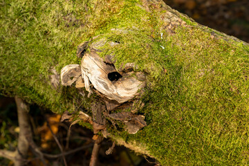 Close-up of tree trunk covered with green moss and hollow knot detail in forest environment. Macro nature photography of old wood texture and natural decay. Ecology and forest life concept.