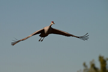 Sandhill Crane in flight with wings spread against a blue sky