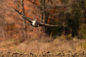 Autumn scene of a Sandhill Crane in flight with wings spread